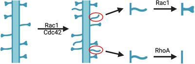 Rho Signaling in Synaptic Plasticity, Memory, and Brain Disorders